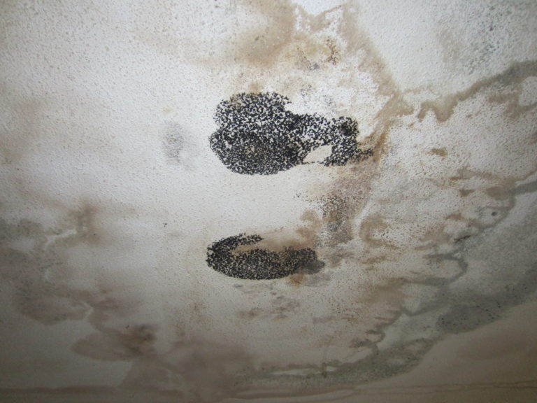 Mold Removal New Meadows Abatement Maine Abatement Professionals